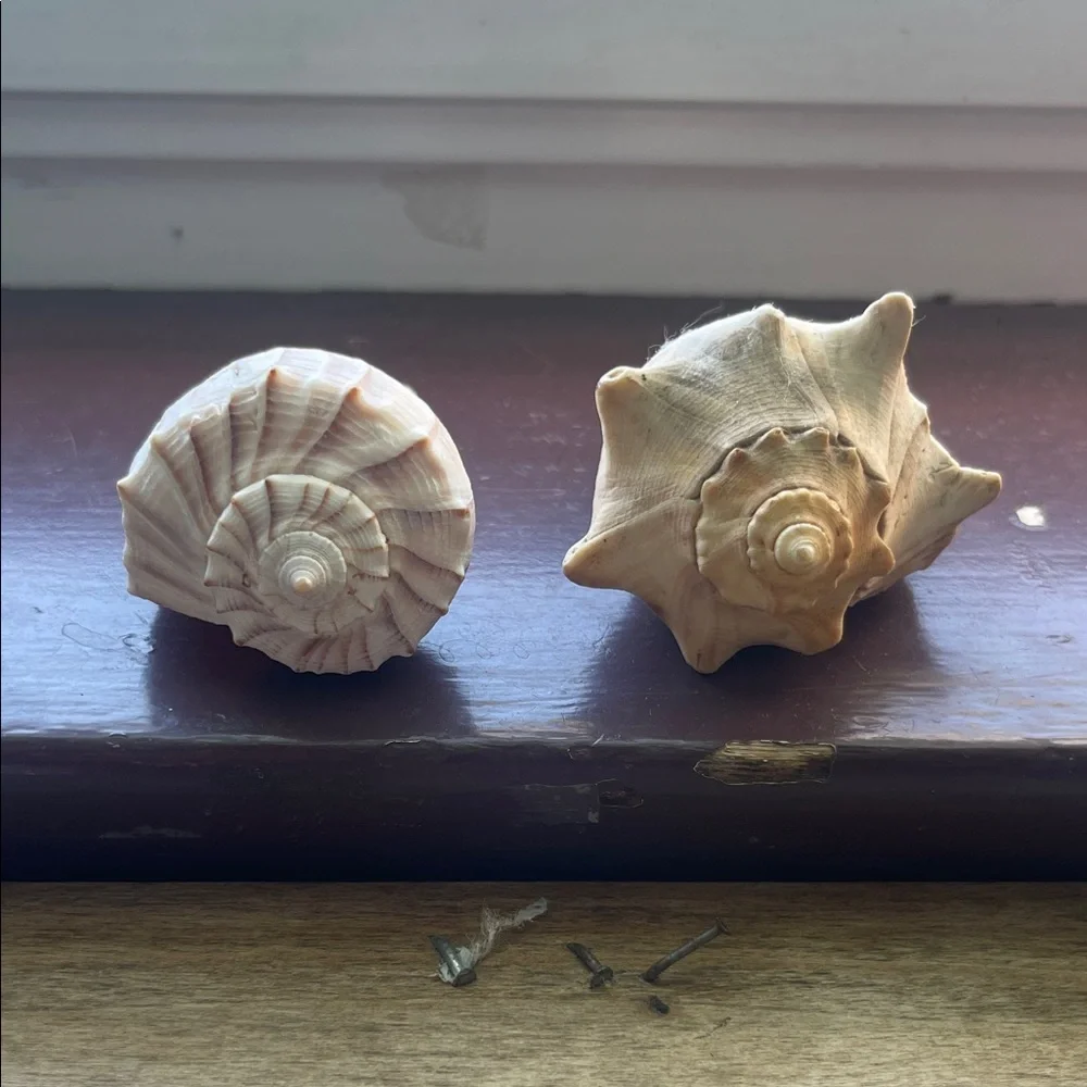 Natural Seashell Collection - Picture 5 of 8